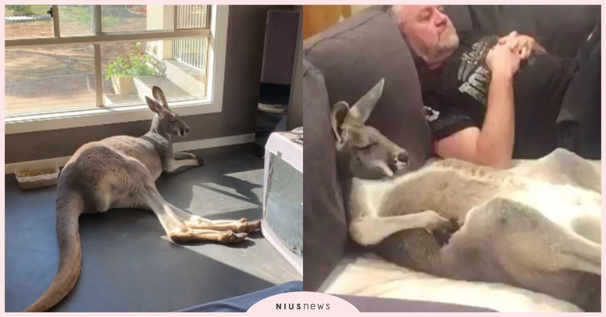 會不會太舒服！澳洲袋鼠每天準時等門當「沙發馬鈴薯」，除了四腳朝天還可以度估！ 寵物圈圈、可愛寵物、袋鼠、澳洲、沙發馬鈴薯、動物園