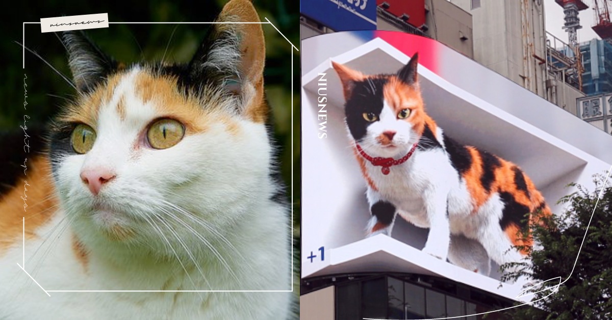 日本新宿「巨型三色花貓」現身大樓盯著路人看，網友錄影存證驚呼：「貓皇從天而降？」 日本、新宿、三色貓、巨型貓、3D、3D廣告