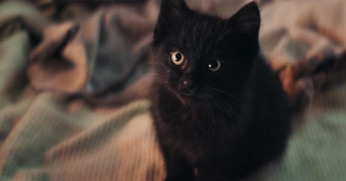 不要覺得黑貓只會招厄運，一起來看看這幸運的小可愛！ 荷蘭、荷蘭國家彩卷、彩卷、溫馨