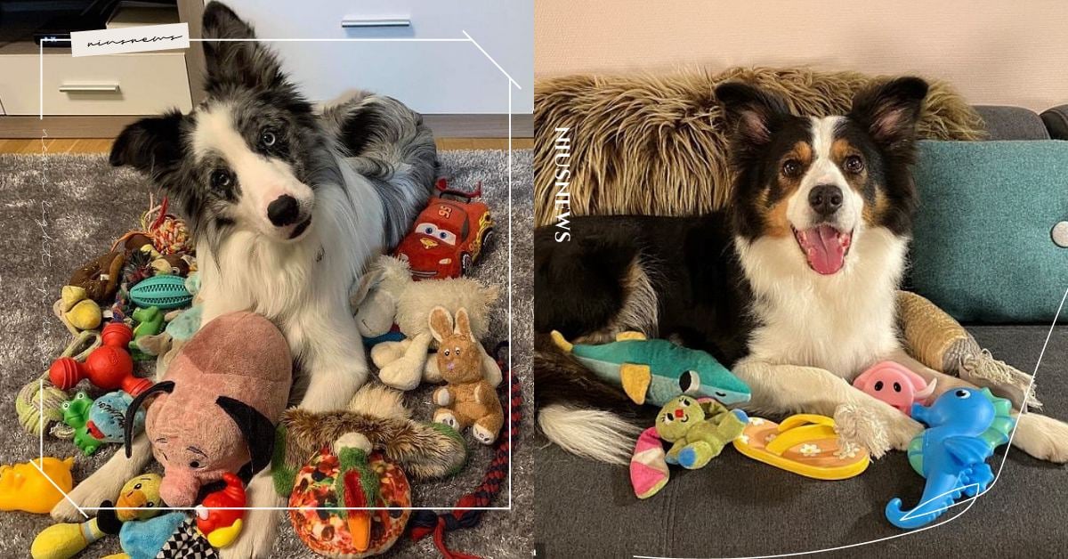 狗狗「智力排行榜」TOP10，黃金獵犬排第4，只有3%的汪星人可以認出玩具名稱 可愛動物、寵物、毛小孩、寵物智商、智力