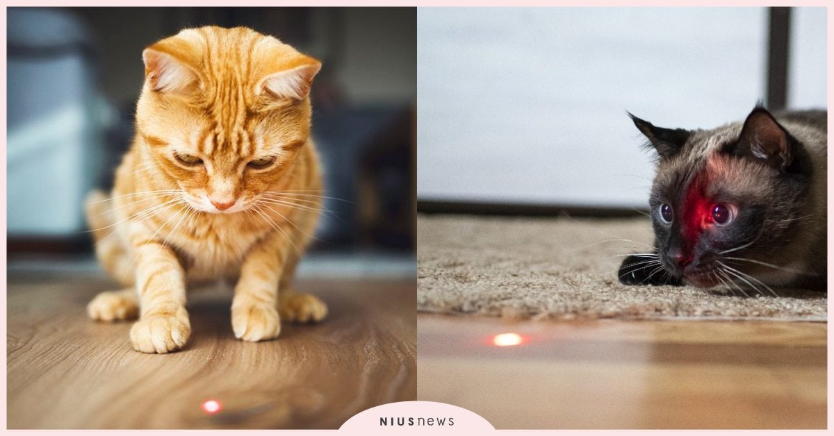 獵物永遠追不到？貓咪使用「雷射筆」的3優點3缺點，避免讓貓咪有挫折感必須筆記！ 寵物圈圈、可愛寵物、寵物教養、寵物知識、貓咪、逗貓棒、雷射筆