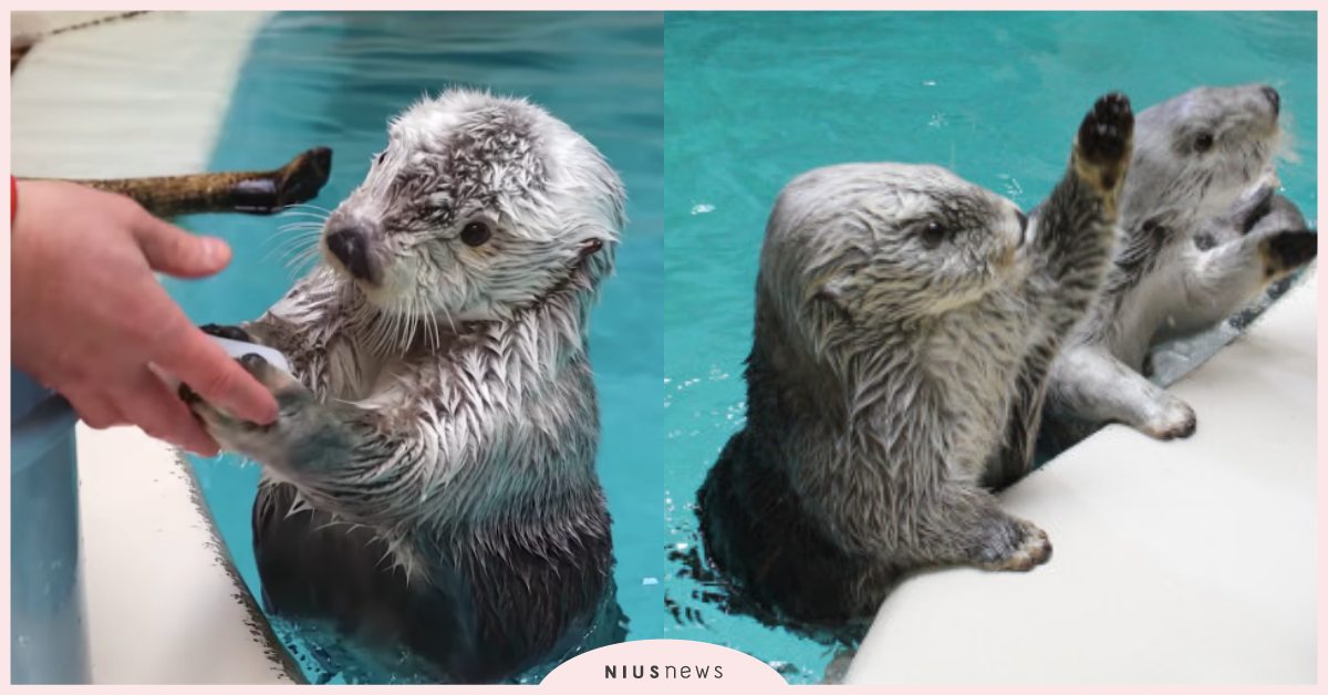 誰要小貝貝？日本鳥羽水族館超萌「海獺」輪流舉手，使用完畢還會物歸原處！ 寵物圈圈、可愛寵物、日本水族館、鳥羽水族館、動物園、海獺、可愛
