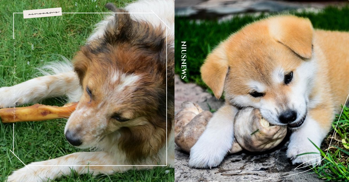 牛皮骨既不潔牙也不是零食！挑選「潔牙骨」的5大原則，針對年齡所需準備很重要！ 寵物圈圈、寵物健康、寵物飲食、可愛寵物、潔牙骨