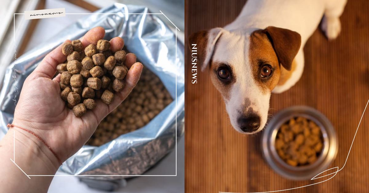 5大保存狗糧NG行為千萬別犯！飼料直接倒入保鮮罐中、不分裝，都容易讓毛孩吃壞肚子 可愛動物、寵物健康、寵物照顧、寵物、毛小孩