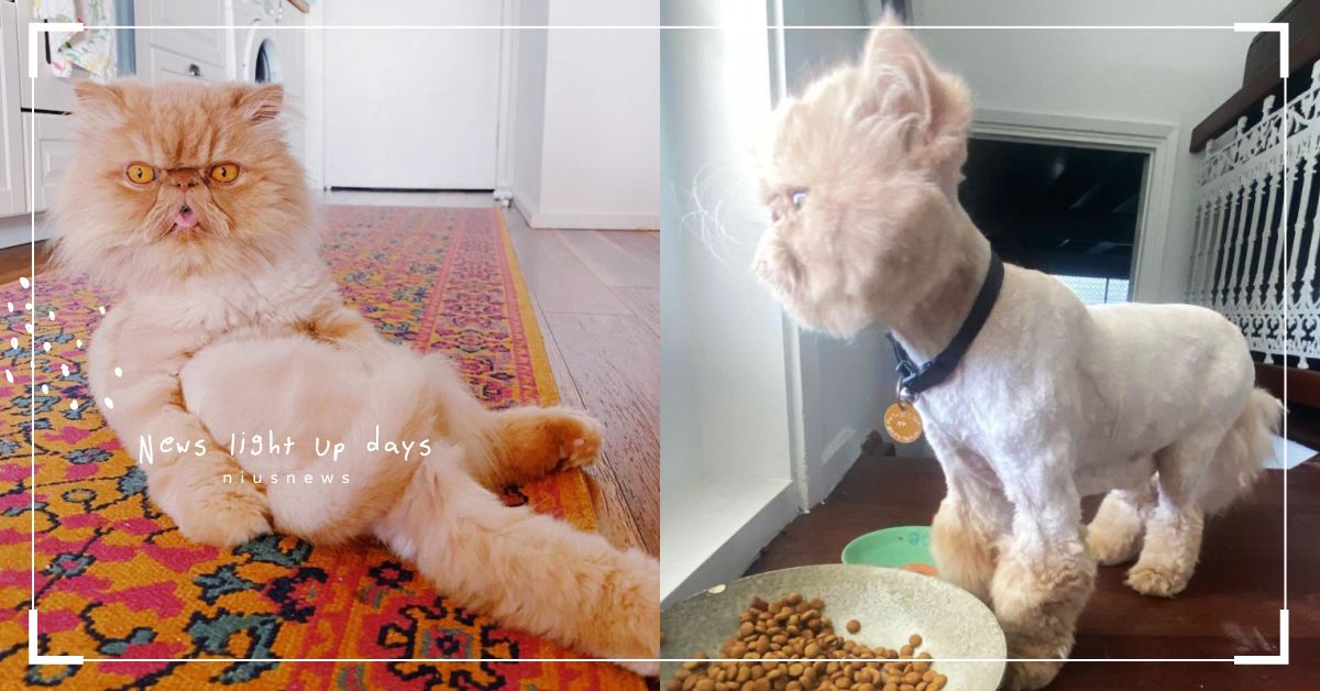 毛毛去哪了？「波斯橘貓」剪毛前神采飛揚翹二郎腿展現霸氣，剃毛後：「請讓我靜靜！」 可愛動物、寵物、毛小孩、喵星人、喵主子