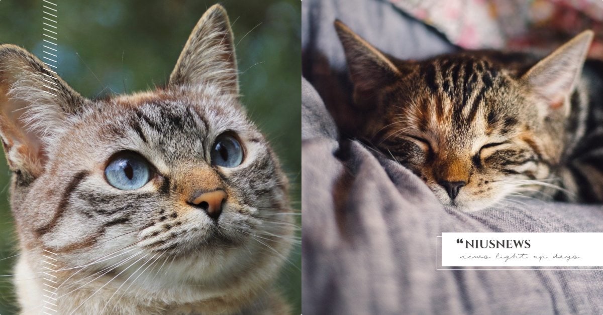 判斷「貓咪是否疼痛」的7種方法！除了行為會改變之外，不在正確地方上廁所也要注意！ 寵物圈圈、貓咪疼痛、寵物行為、寵物照顧、貓咪生病、貓砂盆