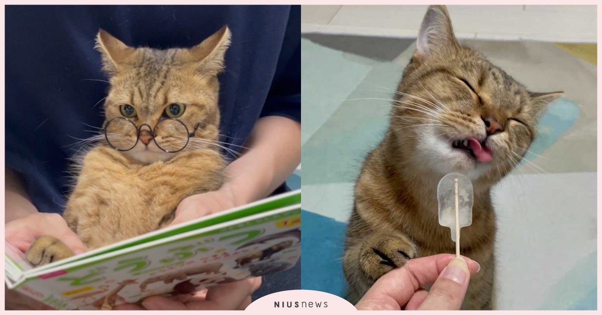 主子也懂繪本？推特網紅貓戴眼鏡變小書僮，看到獅子圖片竟直接「飛機耳」成戰鬥模式！ 寵物圈圈、可愛寵物、貓咪、推特、飛機耳