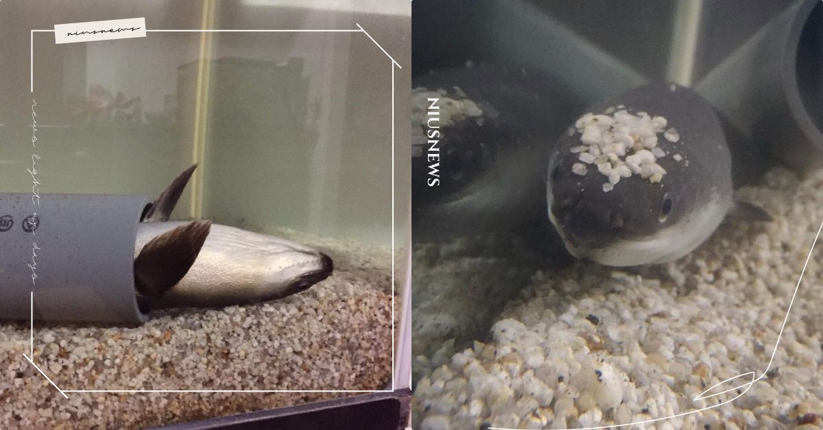 難不成是鹹魚翻身？日本推友「寵物鰻」水中翻肚，飼主嚇傻近看才知只是睡著！ 寵物圈圈、可愛寵物、鰻魚、寵物鰻、日本、推特、寵物魚