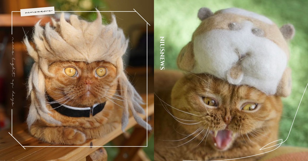 貓界Coser是牠們！日本達人巧手「貓毛氈帽」，《天竺鼠車車》《鬼滅》炎柱神還原 可愛動物、寵物、毛小孩、寵物服飾、寵物帽子、時尚、服裝、貓咪、喵主子、鏟屎官