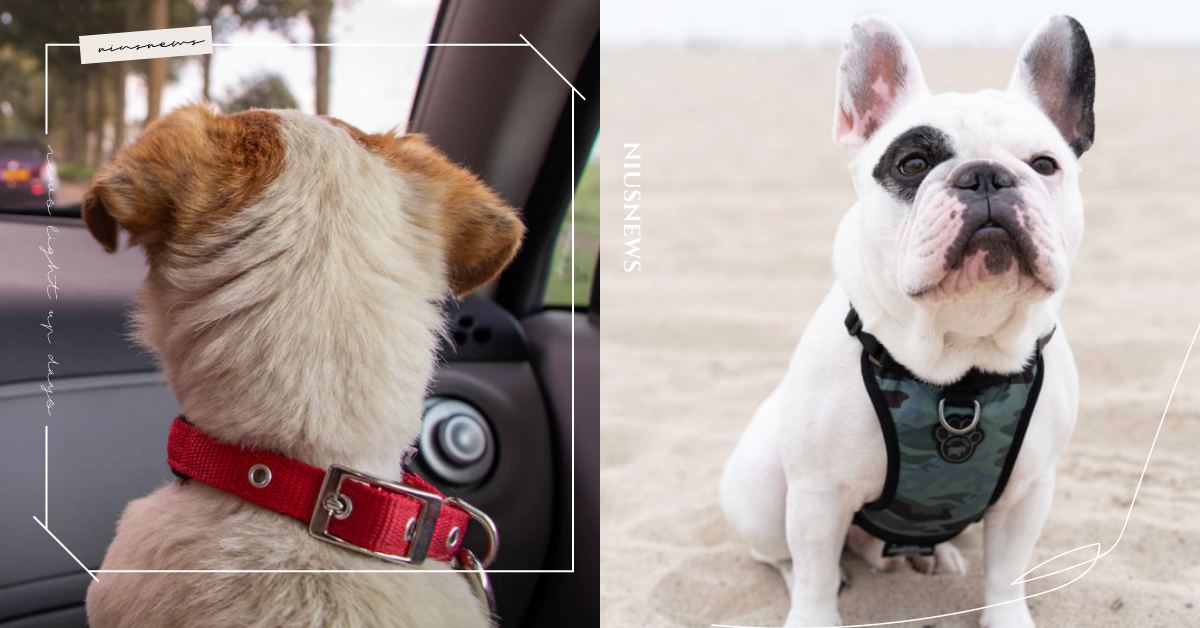 項圈V.S狗背帶，哪個更適合毛小孩？了解狗狗個性決定一切，別當失職的鏟屎官爸媽！ 可愛動物、寵物選品、寵物照顧、狗狗、汪星人、散步、必需品、項圈、狗背帶、懶人包