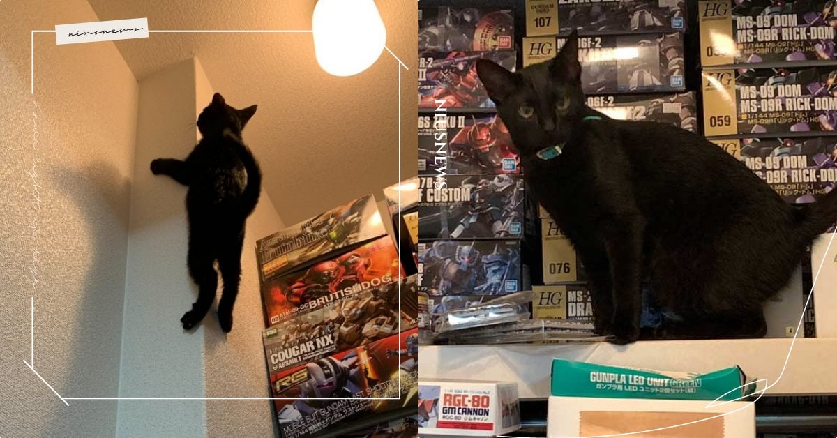 強壯的二頭肌！樑柱出現黑色「蜘蛛貓」還抓壞壁紙，飼主嚇傻竟被賜一道傷痕！ 寵物圈圈、可愛寵物、貓咪、推特、蜘蛛貓