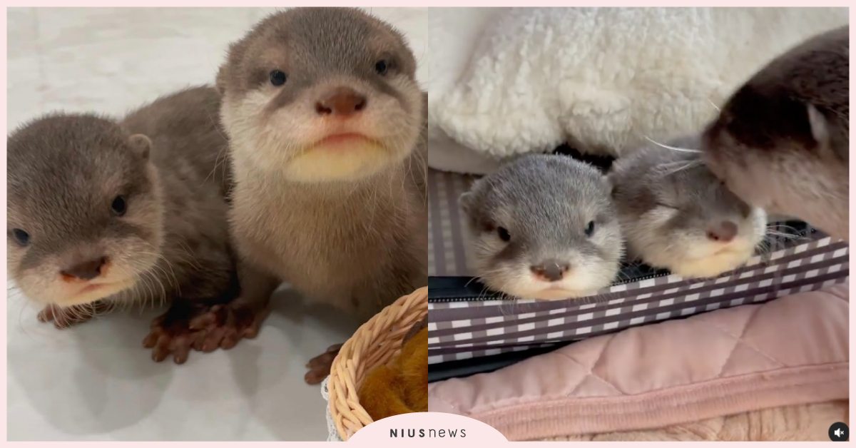 媽媽啾一下！日本咖啡廳超萌「小水獺」撒嬌等親親，呆萌神情萌哭網友！ 寵物圈圈、可愛寵物、日本萌寵、推特、水獺、咖啡聽