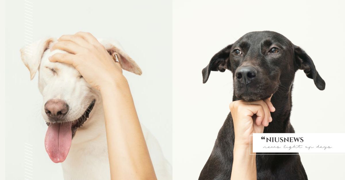 台灣「浪浪」被國際看見！鏡頭下米克斯撓頭、托腮幫真性情演出，擄獲外國評審們的心！ 可愛動物、寵物、毛小孩、浪浪、流浪狗