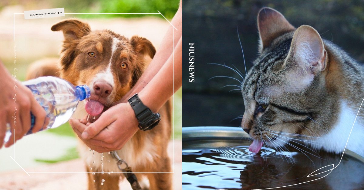 純淨水也不行！毛小孩需注意「3種水」不能喝，白開水還是最合適！ 寵物圈圈、寵物飲食、寵物飲水、寵物照顧、貓咪、狗狗、喝水