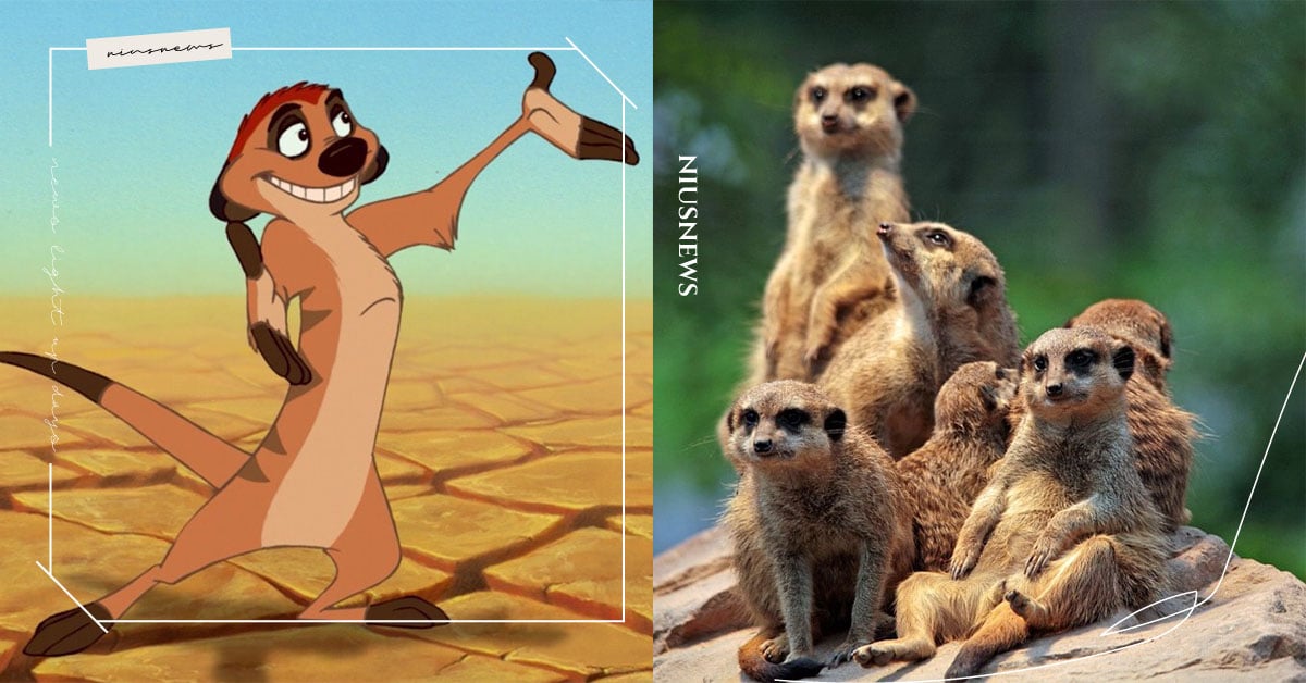 《獅子王》的丁滿現實中超陰險？狐獴為繁殖手段堪比宮鬥劇：低階狐獴懷孕會被打到流產 狐獴、丁滿、動物、繁殖、生存