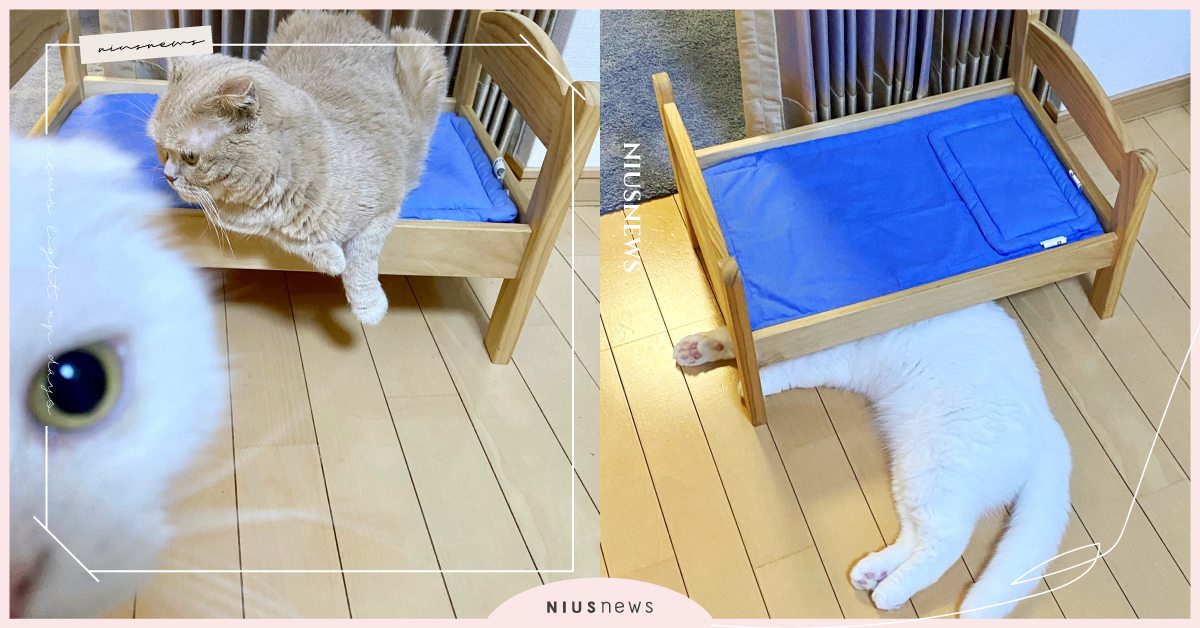 寵物床形同虛設！日本推特鏟屎官購入「貓咪小床」主子卻不賞臉，網友：奴才習慣就好！ 寵物圈圈、可愛寵物、寵物趣聞、推特、貓咪、寵物床、上下舖、日本