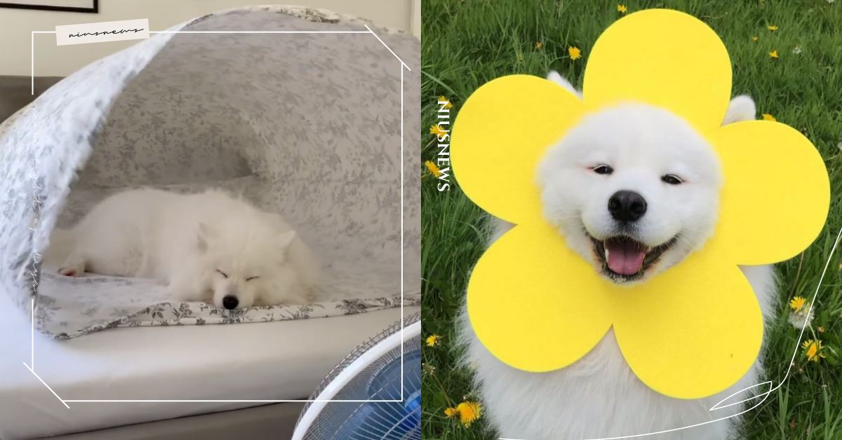 鏟屎官被夏天逼出大招！一條被子＋電扇為薩摩耶自製涼感「冰屋」，毛孩爽躺一整天！ 可愛動物、寵物、毛小孩、汪星人、狗狗、薩摩耶犬、夏天、消暑妙招、剪甲妙招、寵物照顧、寵物美容