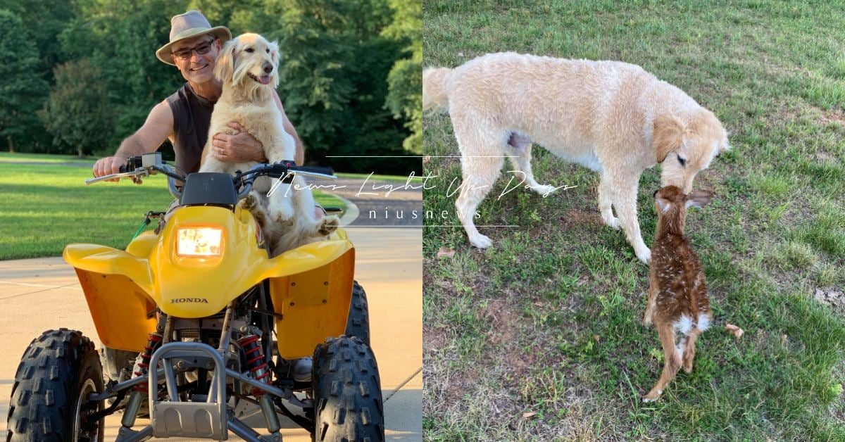 金毛散步突「暴衝跳湖」當起救生員？隔天「溺水小動物」還來道別，暖心畫面感動網 可愛動物、寵物、毛小孩、動物、汪星人、狗狗、阿金.黃金獵犬、愛心、小鹿