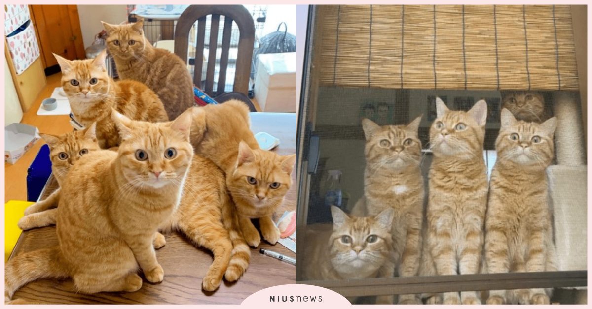 所以我說飯呢？日本「五隻橘貓」集體行動緊盯飼主爆紅，網友：這是幫派集會嗎？ 寵物圈圈、寵物吃喝玩樂、橘貓、日本、推特