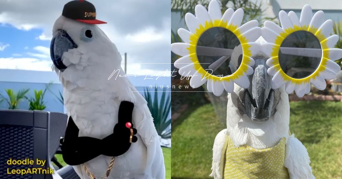 讓我們一起搖擺！嘻哈鸚鵡聞音樂起舞，身穿金項鍊＋棒球帽街頭Style架勢十足！ 可愛動物、寵物、毛小孩、動物、鳥