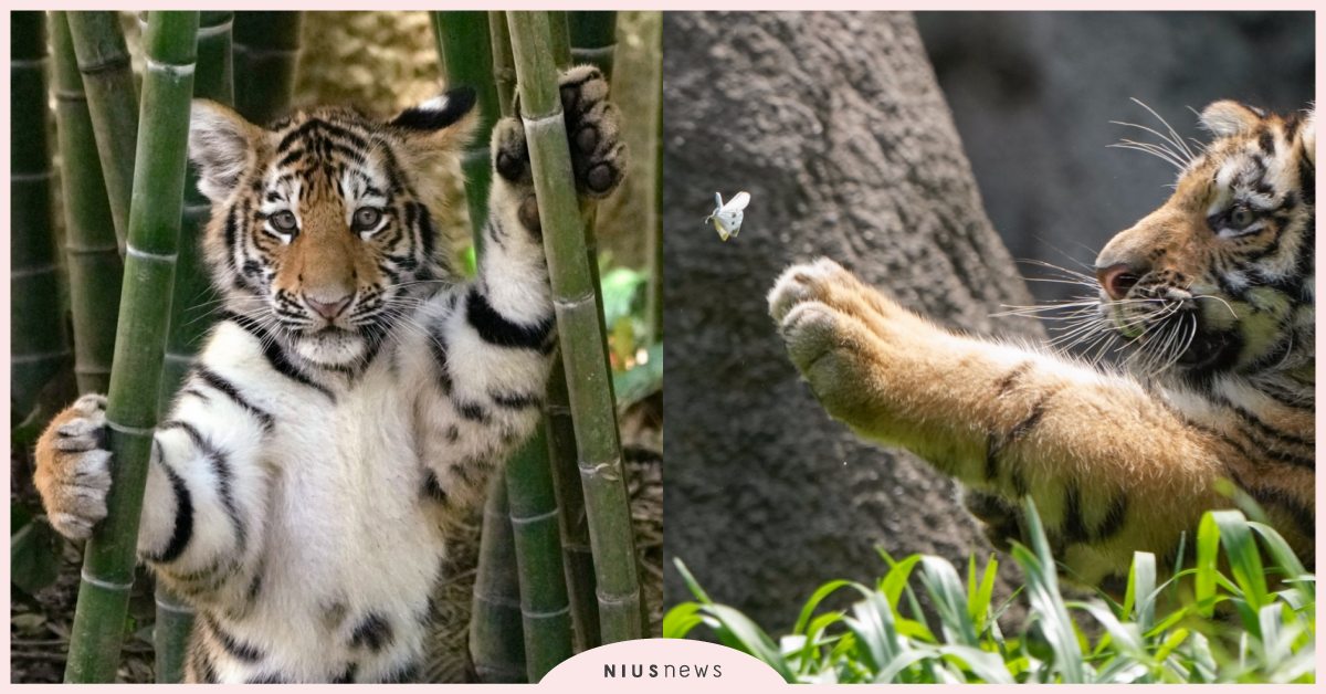 你在看我嗎？日本動物園推特爆紅「小老虎」躲樹林嬌羞露面，調皮捉蝴蝶萌翻網友！ 寵物圈圈、可愛寵物、動物園、小老虎、日本