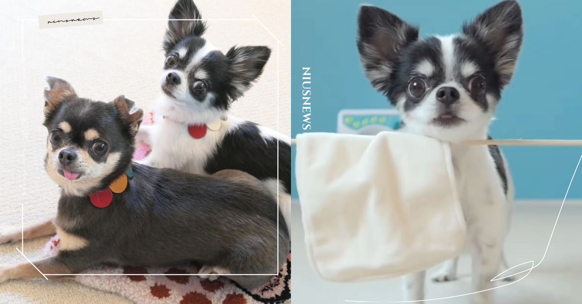 生活家事王非「吉娃娃姐妹花」莫屬！會自己洗衣、曬衣，肚子餓了還會微波咖哩飯來吃！ 可愛動物、寵物、毛小孩、動物、汪星人、吉娃娃、生活智慧王、家事、日本