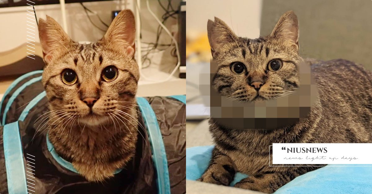 這一年也變化太大！日本「虎斑貓」錐子臉變包子臉，網友笑翻：倍速膨脹！ 寵物圈圈、寵物吃喝玩樂、推特、虎斑貓、萌寵、日本、可愛寵物