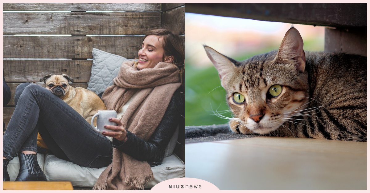 解除居家辦公也會造成壓力！獸醫3方法「舒緩寵物心情」，逐漸讓毛孩習慣你不在家！ 寵物圈圈、寵物吃喝玩樂、寵物教養、居家辦公、寵物知識、獸醫