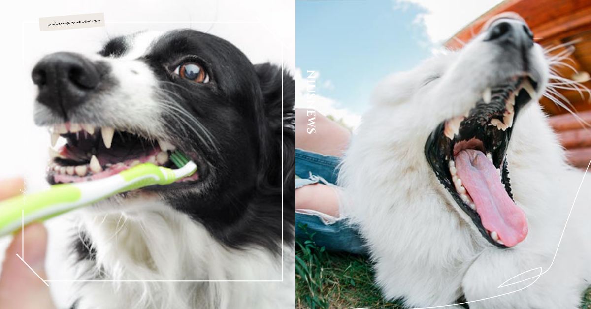6方法保養及清潔狗狗口腔衛生！牙齦、牙齒顏色可檢查健康，呼氣味還可以測出有無蛀牙 寵物健康、寵物照顧、狗狗、汪星人、健康、牙齒、牙齦、保養、預防