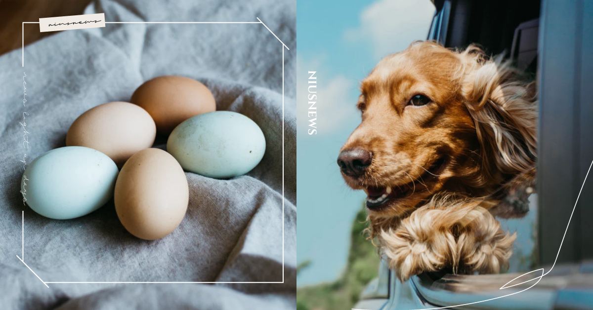 狗狗日常毛髮養護須知！4大類食材幫助狗狗擁有柔順光澤秀髮，一天一顆雞蛋就可以！ 寵物健康、寵物照顧、狗狗、汪星人、毛髮、頭髮、秀髮、食材、雞蛋、生食、飲食、營養
