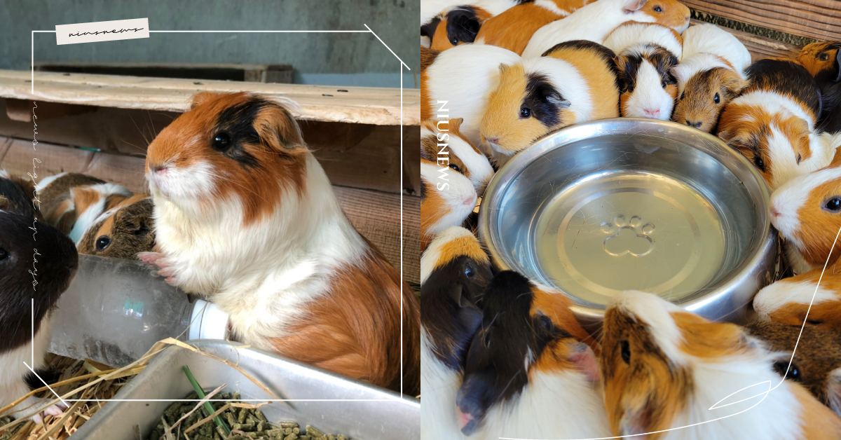 天竺鼠群聚行為該被檢舉！日本動物園上演《天竺鼠車車》，成為疫情期間最大防疫破口？ 可愛動物、寵物、毛小孩、動物、日本、動物園、市川市動物園、天竺鼠、天竺鼠車車、疫情期間、防疫破口