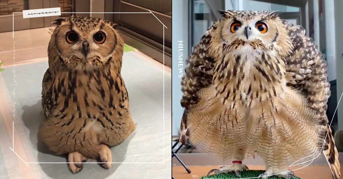 把主人Q毛當窩踩在腳下！貓頭鷹「盤腿坐」等奴才前來伺候，奇異叫聲不知是笑還是哭？ 可愛動物、寵物、毛小孩、貓頭鷹、坐姿、行為、盤腿坐、叫聲、怪異、獵奇