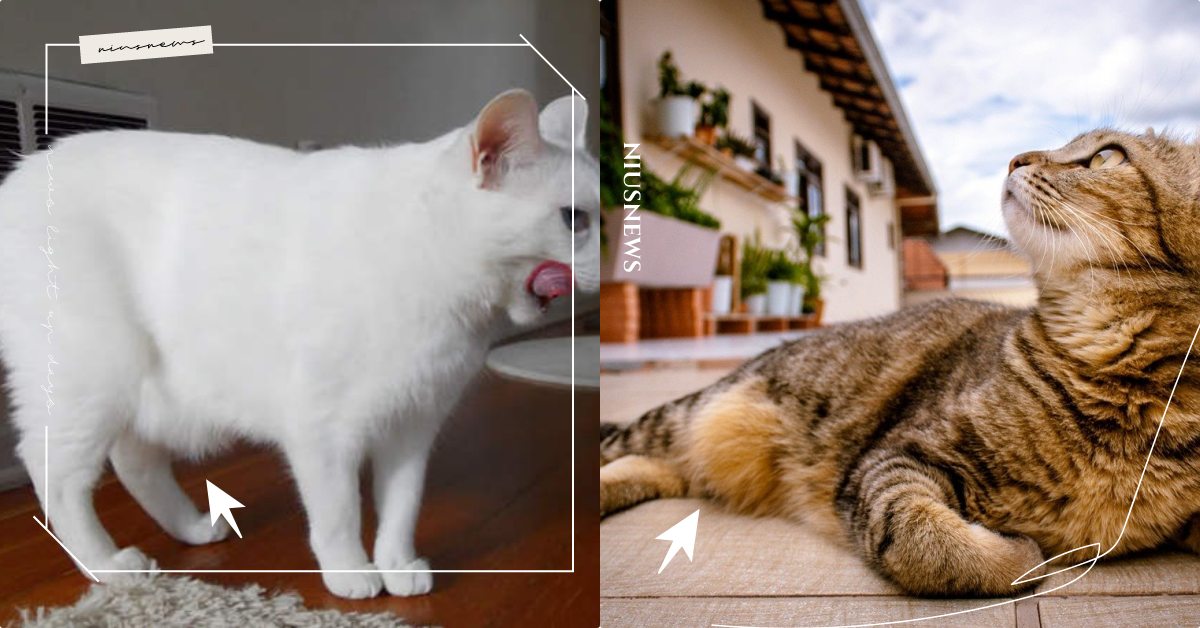 肥肥的好可愛！「貓咪肚子下垂」的4大特殊功能，連選美比賽都要列為評分項目！ 寵物圈圈、寵物吃喝玩樂、貓咪、貓咪肚子、貓咪