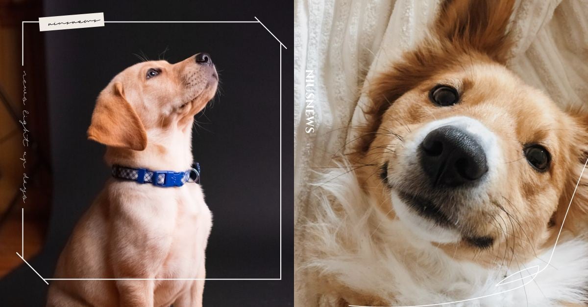 看著本汪的眼睛說話！從5種「狗狗眼神」明白毛小孩想表達的意思，不要再忽略牠們了！ 可愛動物、寵物、毛小孩、寵物行為、狗狗、汪星人、眼神、肢體語言