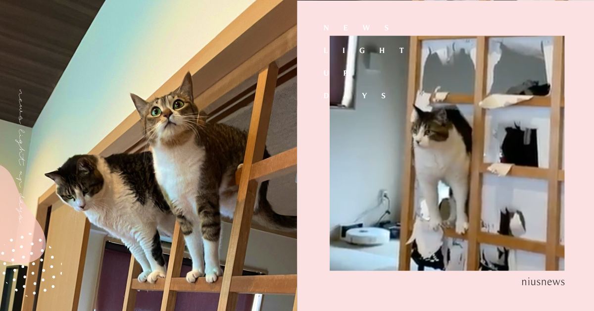 「家門」不幸呀！喵主子專拆日式拉門當玩戳戳樂，主人直接放棄整修竟成貓咪攀岩場？！ 可愛動物、寵物、毛小孩、動物、貓咪、喵星人、日本、日式拉門、攀岩場、破壞王