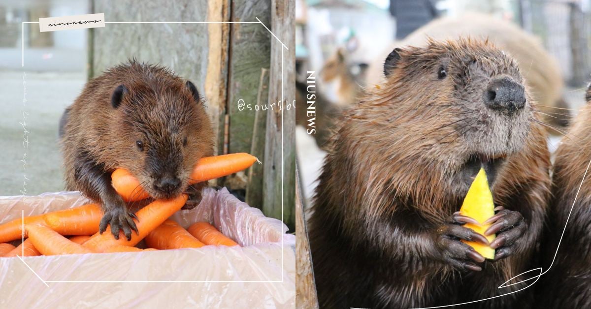 「河狸」成動物園慣性食物大盜？！全家出動搬胡蘿蔔、高麗菜回家囤，小手貪心拿一堆！ 可愛動物、寵物、毛小孩、動物、日本、動物園、河狸、搬運工、囤貨、竊盜犯、食物