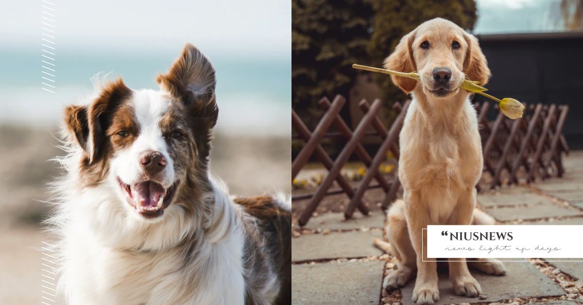 阿金、拉布拉多都上榜，10大「忠犬」排行榜，第一名品種身邊超常見！ 可愛動物、寵物、毛小孩、動物、汪星人、狗狗、忠心犬、排行榜