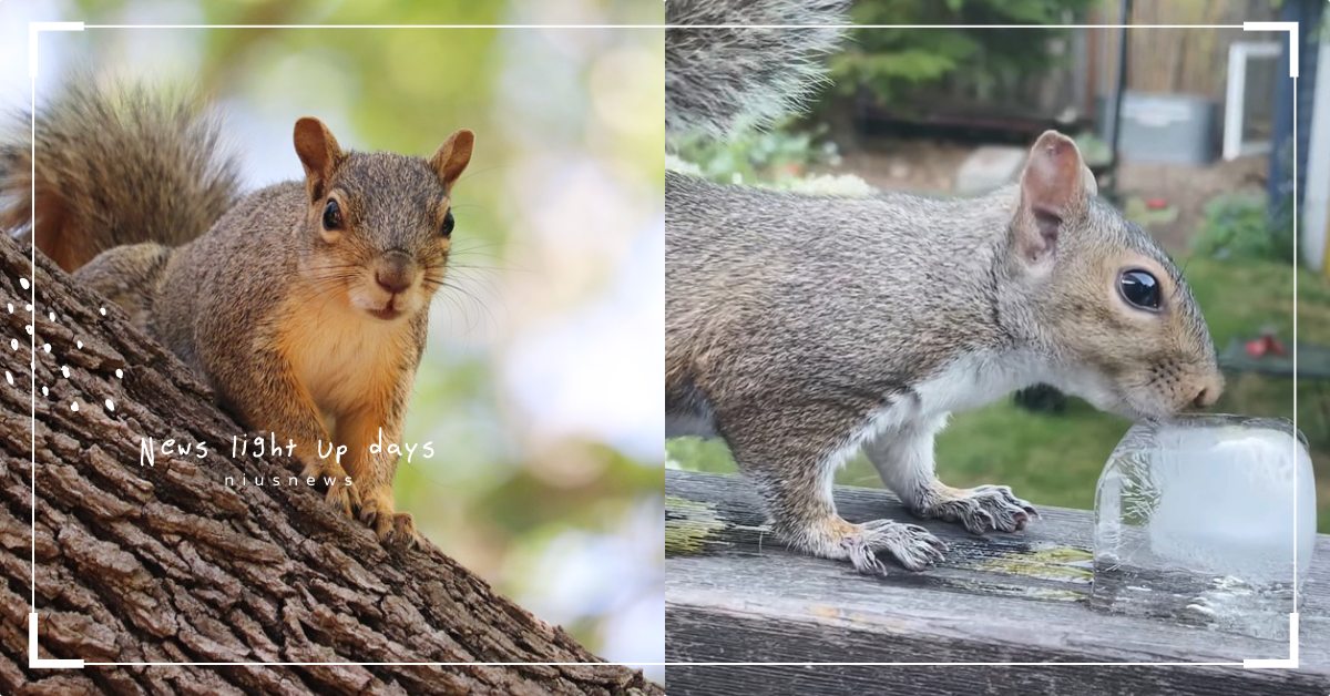 「熱浪來襲」小動物也受不了！好心男子為松鼠送上冰塊，心滿意足的表情萌哭網友！ 寵物圈圈、寵物吃喝玩樂、寵物、野生動物、松鼠、熱浪、冰水、可愛寵物、寵物趣聞