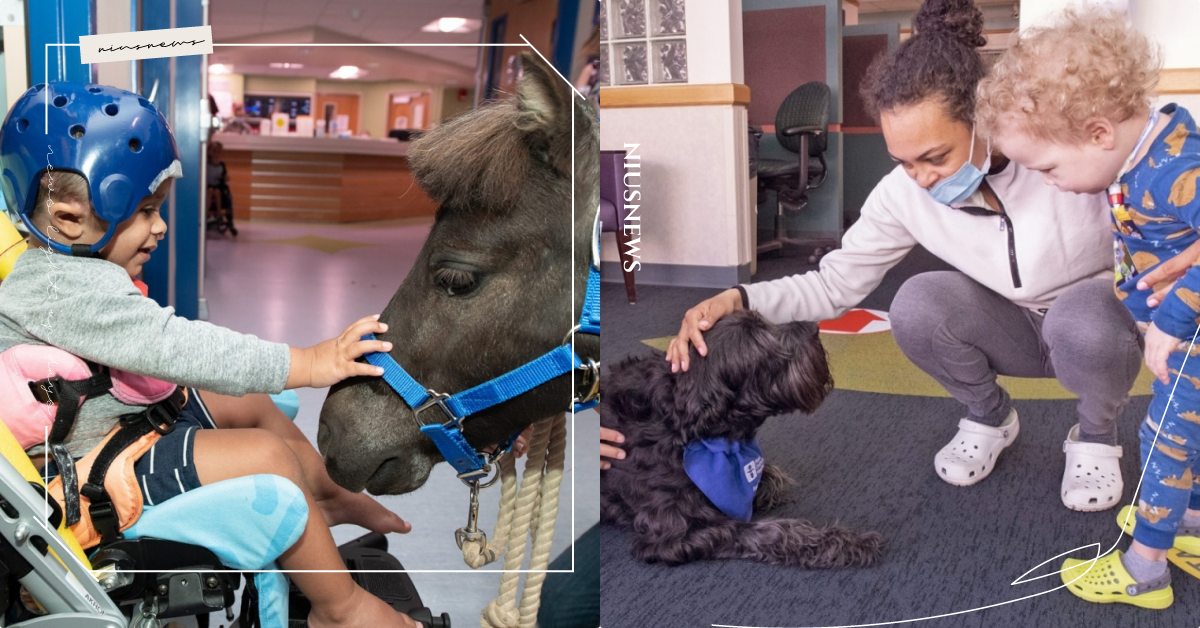 「動物輔助療法」超有幫助！美國治療犬組織聘請「迷你馬」，粉絲暴動擠滿醫院樓層！ 療癒、寵物趣聞、馬醫生、癌症病患、馬