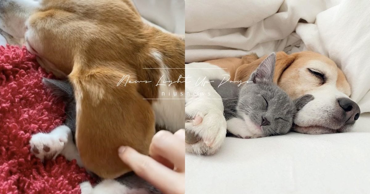 幫我蓋被被！小灰貓超喜歡睡在米格魯的大耳朵底下，兩毛甜寵日常相互依偎超暖心！ 寵物圈圈、可愛寵物、貓咪、米格魯、貓狗大戰、攝影師、寵物日常