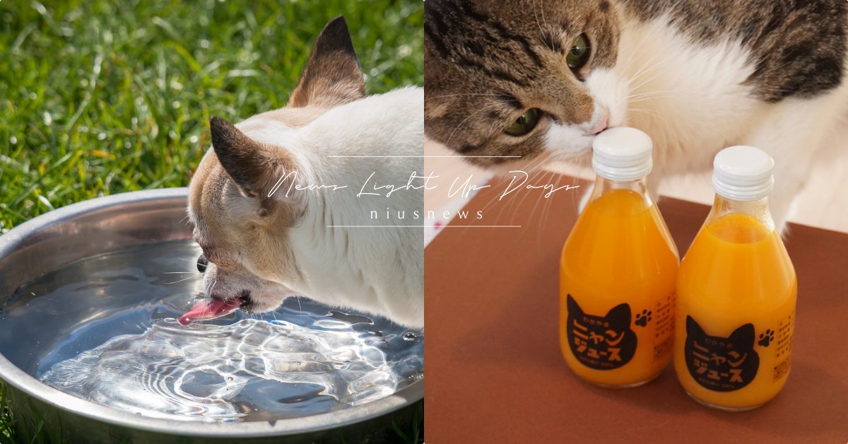 天氣悶熱如何讓毛孩補充水分？夏日寵物「補水5妙招」，香草茶可以先試試看！ 寵物圈圈、寵物吃喝玩樂、寵物飲食、寵物照顧、寵物補水