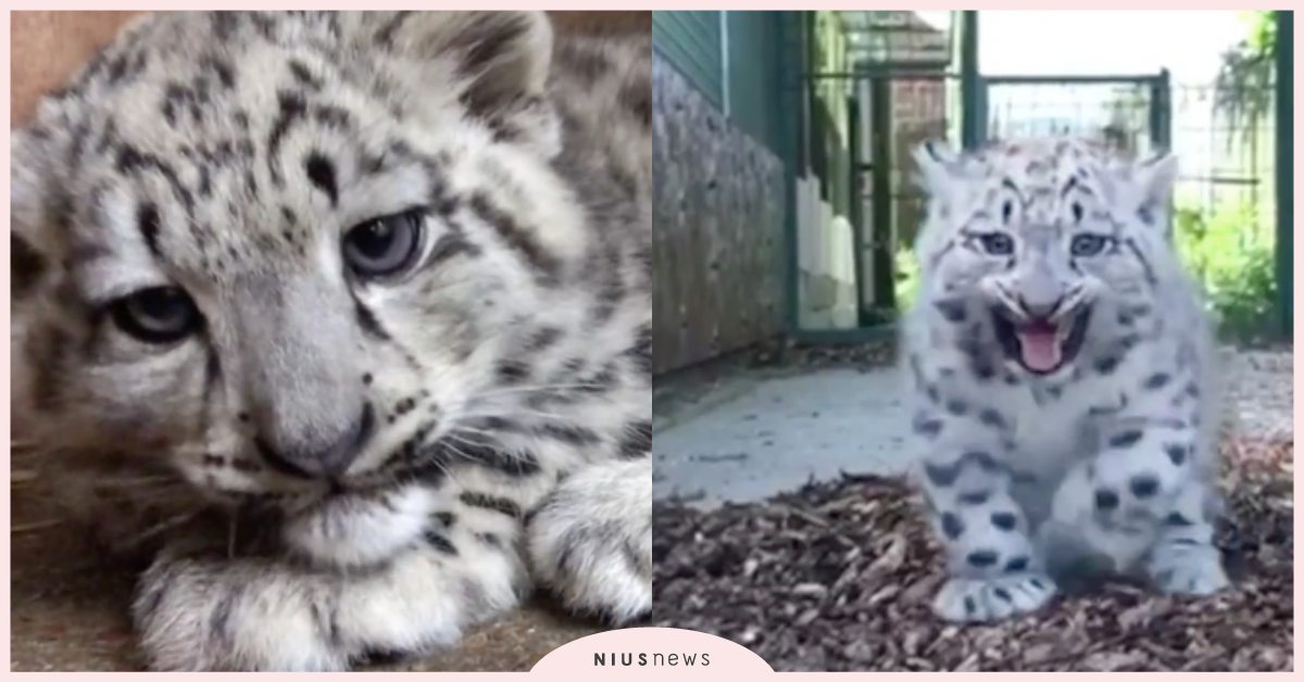 這聲音你肯定沒聽過！「雪豹」寶寶奶音撒嬌走向鏡頭，軟萌溫柔眼神讓人超想收編！ 寵物圈圈、可愛寵物、寵物吃喝玩樂、動物園、雪豹