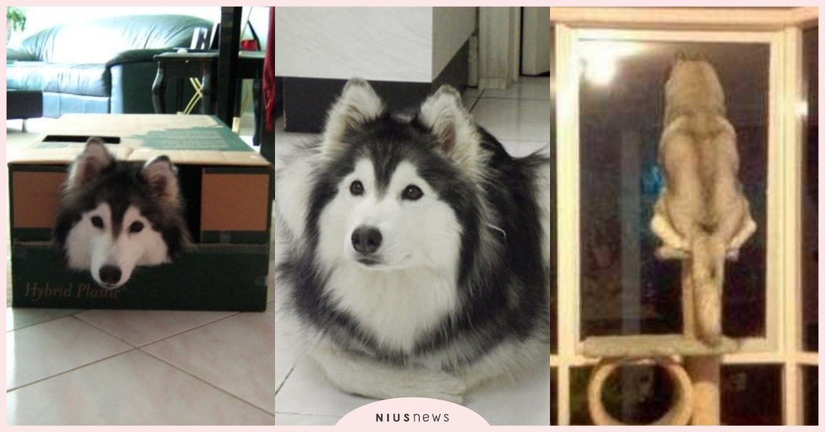 以為自己是貓咪！折手手、爬跳台的「哈士奇」超可愛，超愛躲紙箱融化一票網友！ 寵物圈圈、可愛寵物、哈士奇、貓咪、流浪貓、浪浪、寵物、二哈、救援