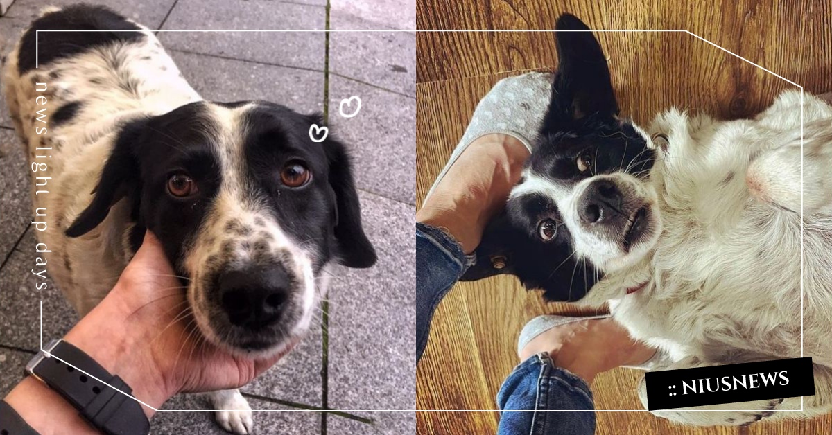 浪浪報答義工照顧之恩，每天自發在馬路做「聰明暖心1舉動」獲頒「好市民獎」？ 可愛動物、毛小孩、動物、浪浪、流浪狗