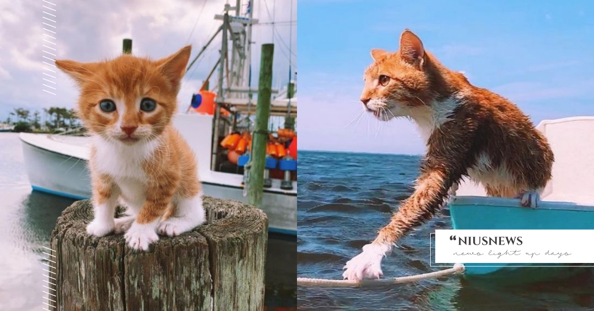 小萌貓從小出海，跟著狗哥哥坐船、釣魚、游泳，長大化身霸氣船長喵！ 可愛動物、寵物、毛小孩、動物、貓咪、喵星人、奧運、游泳、玩水、水性