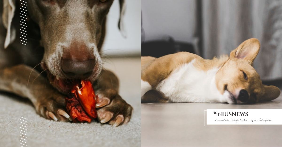 狗狗出現嘔吐症狀？5種汪星人常見影響「腸胃健康」的因素，飼料罐頭也可能是禍源！ 可愛動物、寵物、毛小孩、動物、汪星人