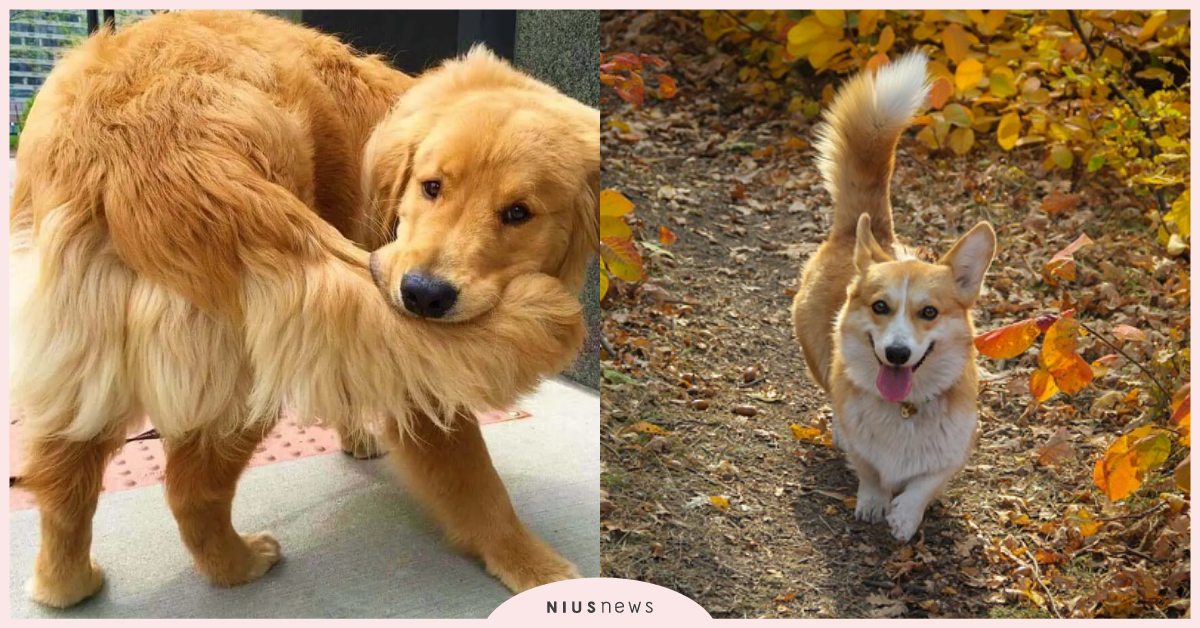 汪星人這行為超謎樣！狗狗「追尾巴跑」的4大原因，透過陪伴玩耍可以舒緩壓力！ 寵物圈圈、寵物吃喝玩樂、寵物教養、寵物行為、寵物健康、狗狗追尾巴