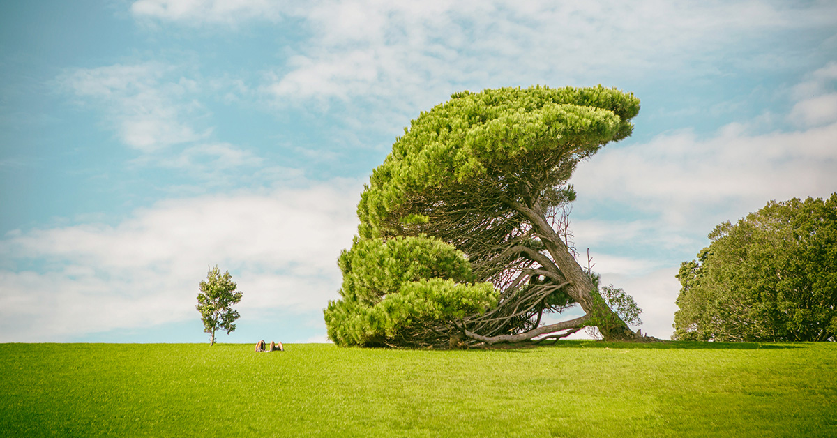 紐西蘭自由行 | 奧克蘭中央公園 Auckland Domain Park  紐西蘭自由行、紐西蘭自駕、紐西蘭旅遊、奧克蘭中央公園