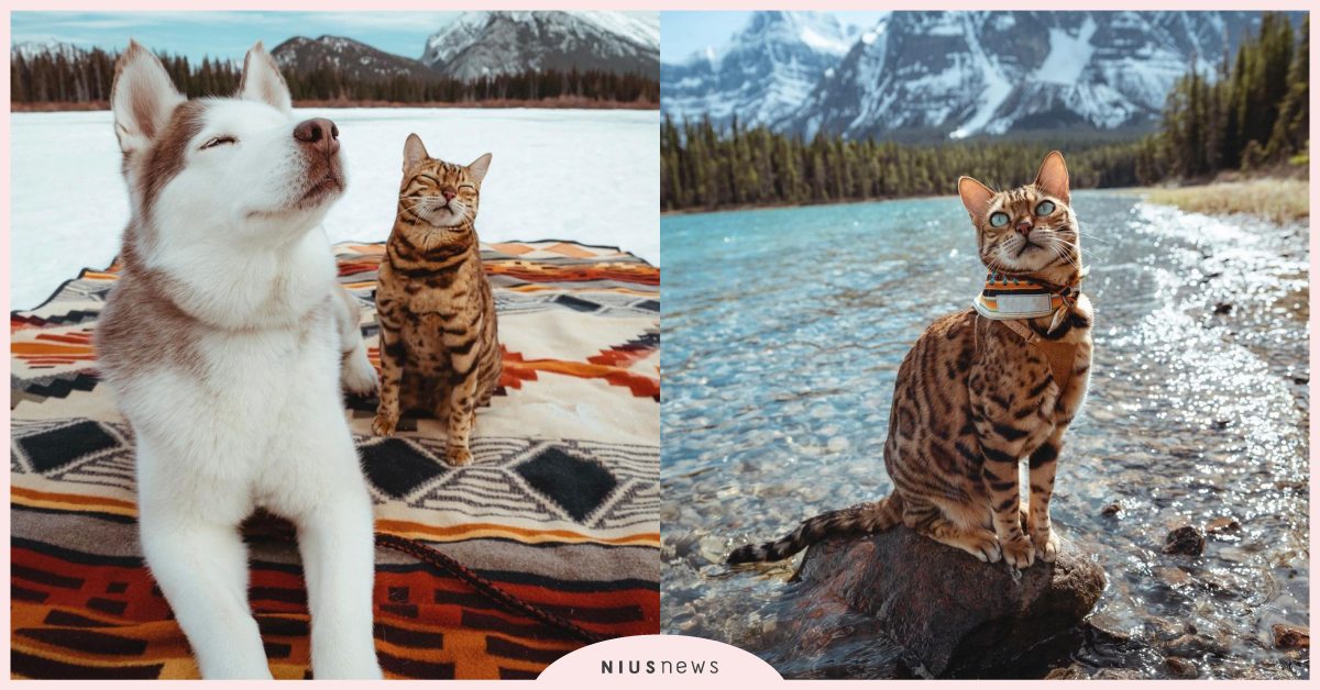 每一張都美到冒泡！加拿大「豹貓」攜「哈士奇」一年踏12國家，網友直呼想被領養 寵物圈圈、寵物吃喝玩樂、豹貓、哈士奇、寵物出去玩、出國、旅遊、網美、加拿大、貓奴