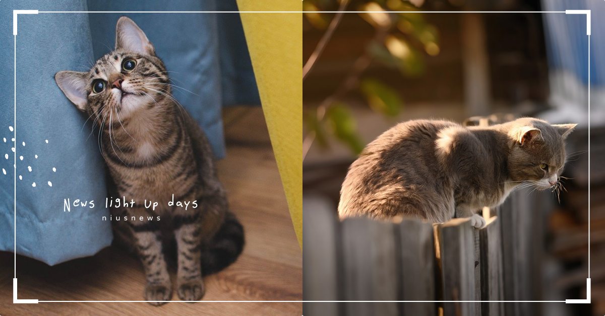 「你覺得我和貓咪有什麼共通點？」心理測驗10秒測出喜歡的人對你有什麼看法！ 寵物圈圈、寵物吃喝玩樂、寵物心理測驗、心理測驗、貓咪、貓、喜歡的人、動物心理測驗